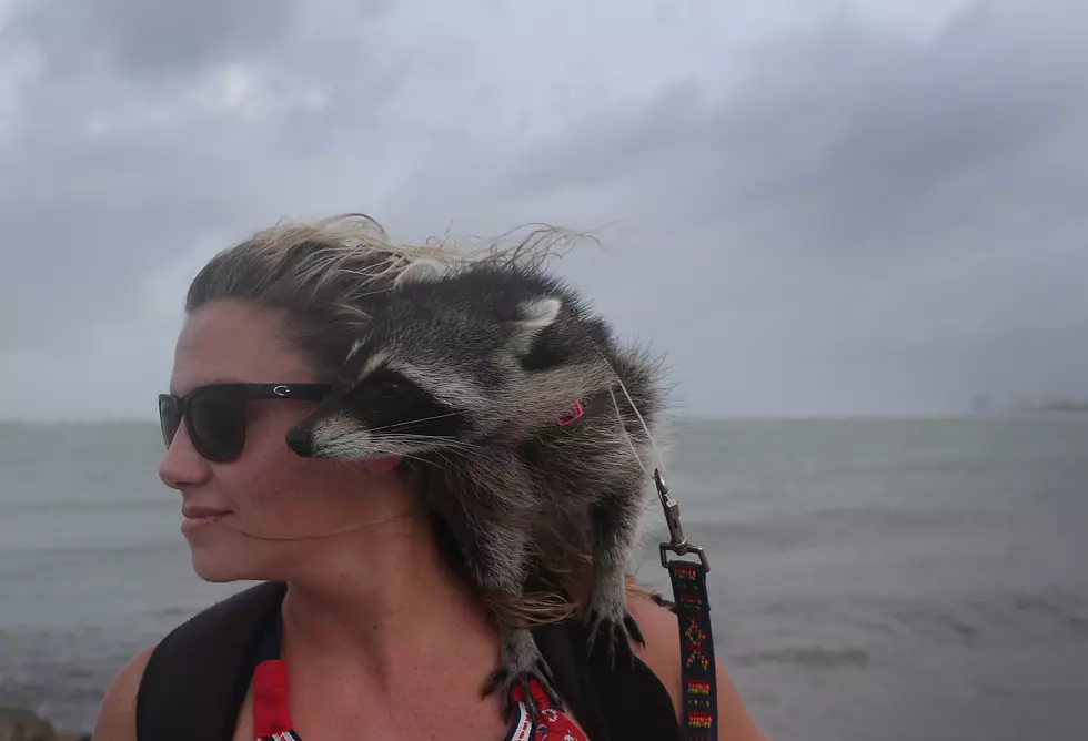 Can You Have A Trash Panda As A Pet In Montana?